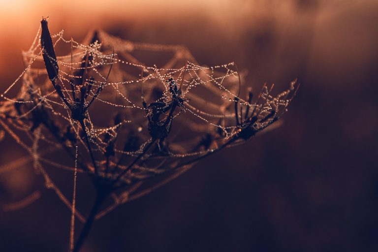 Welche Webdesign Agentur in Dresden bietet die besten Preise?